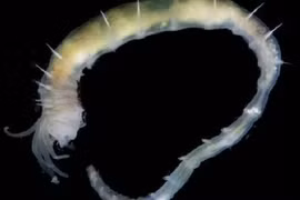 Ốc đảo sinh thái mới được phát hiện sâu 3.640 mét dưới Greenland