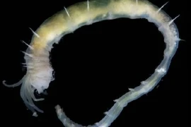 Ốc đảo sinh thái mới được phát hiện sâu 3.640 mét dưới Greenland