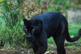 7 bí mật rúng động về báo đen khiến thế giới kinh ngạc 