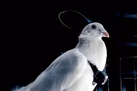 Nga cấy chip não biến chim bồ câu thành drone sống