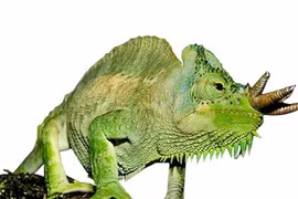 Phát hiện loài tắc kè có thể mọc vô số sừng kỳ dị