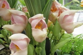 Kỳ lạ hoa lan “nôi em bé” khiến thế giới mê mẩn