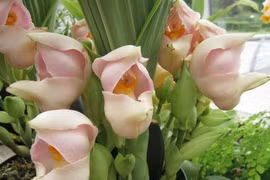 Kỳ lạ hoa lan “nôi em bé” khiến thế giới mê mẩn