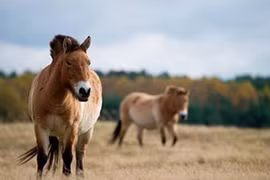 Linh thú thảo nguyên Mông Cổ quý hiếm, là loài trong sách Đỏ