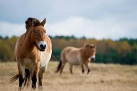Linh thú thảo nguyên Mông Cổ quý hiếm, là loài trong sách Đỏ