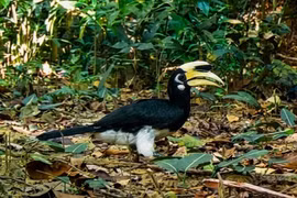 Cận cảnh rái cá, chim hồng hoàng quý hiếm ở Vườn quốc gia Chư Mom Ray