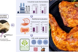 Phát minh loài nấm giàu protein có vị giống hệt thịt