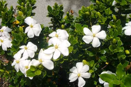 Vua hoa phong thủy nở quanh năm, chiêu tài hút lộc mạnh