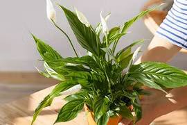 Trồng ngay 3 cây phong thủy vàng, thu hút tài lộc cực mạnh