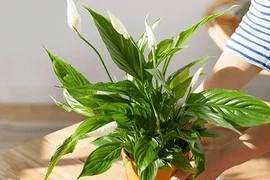 Trồng ngay 3 cây phong thủy vàng, thu hút tài lộc cực mạnh