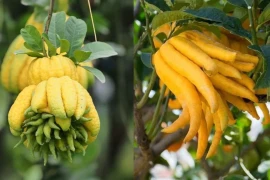 Tết 2026, những tuổi nào hợp bày Phật Thủ để tăng tài lộc?