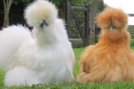 Những giống gà độc lạ ở Việt Nam khiến đại gia phát cuồng