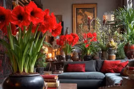 Bốn cây cảnh rực rỡ giúp kích hoạt vận đỏ năm 2026