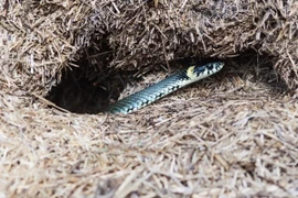 10 dấu hiệu nhận biết rắn ẩn náu quanh nhà bạn