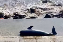 Cá voi linh thiêng dạt vào bờ biển Quảng Trị được chôn cất theo phong tục