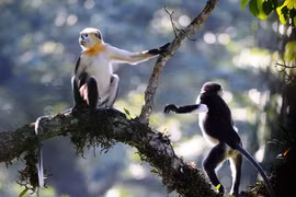 Danh sách linh trưởng quý hiếm cần bảo vệ gấp ở Việt Nam