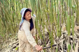 Ứng dụng khoa học công nghệ phát triển nguồn lợi măng vót