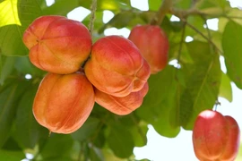 Loại quả gây tử vong trong 24 giờ nhưng ai cũng thèm