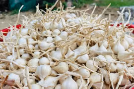 Tỏi Lý Sơn lại được mùa thua giá, nông dân chật vật tìm hướng