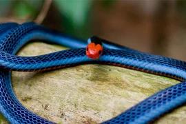 Vì sao rắn san hô xanh là kẻ thống trị vô hình loài rắn?