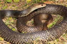 5 dấu hiệu cho thấy rắn đang lởn vởn quanh nhà cần chú ý