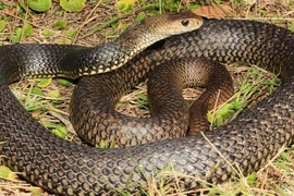 5 dấu hiệu cho thấy rắn đang lởn vởn quanh nhà cần chú ý