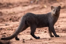 Loài mèo kỳ lạ sống trên cây, ngoại hình y hệt chồn