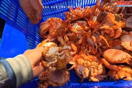 Lý Sơn thả cua huỳnh đế mang trứng, phục hồi sinh thái