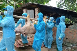 Quảng Ngãi sẽ hỗ trợ người chăn nuôi 40 nghìn đồng/kg heo bị dịch