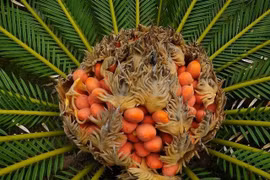 Bốn cây cảnh phong thủy giúp nhà chiêu tài giữ lộc trăm năm