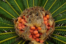 Bốn cây cảnh phong thủy giúp nhà chiêu tài giữ lộc trăm năm