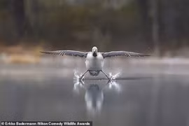 Ảnh động vật hài hước khiến người xem cười mãi không dừng