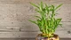 Góc vàng phong thủy đặt chậu cây giúp gia chủ hút tài lộc