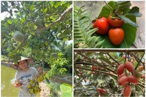 Thích mắt ngắm nhà vườn trĩu quả tại quê nhà của Trọng Tấn