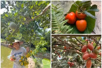 Thích mắt ngắm nhà vườn trĩu quả tại quê nhà của Trọng Tấn