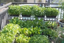 Những loại rau trồng ban công trong tháng 9 "lớn nhanh như thổi"