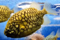 Loài cá tên giống trái cây nửa triệu đồng/kg vẫn 'cháy hàng'