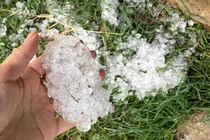 Mưa đá gây thiệt hại nhiều diện tích cây trồng tại Sơn La