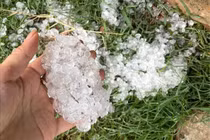 Mưa đá gây thiệt hại nhiều diện tích cây trồng tại Sơn La