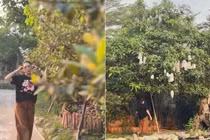 Cận cảnh khu vườn chi chít trái trong 'biệt phủ' của Mỹ Tâm 