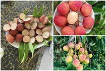 Những loại vải đắt nhất Việt Nam, có tiền chưa chắc mua được