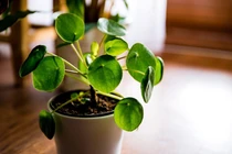 5 loại cây như "nam châm" hút tiền nên trồng trong nhà