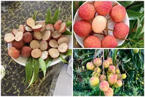 3 loại vải đắt nhất Việt Nam, có tiền chưa chắc mua được