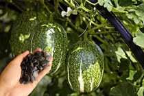 Quả leo bờ rào hơn 300.000 đồng/kg hút khách dịp Tết 