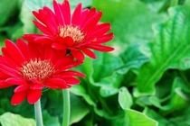 5 loại hoa nên trồng để nở đúng dịp Tết Nguyên đán 