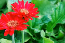 5 loại hoa nên trồng để nở đúng dịp Tết Nguyên đán 