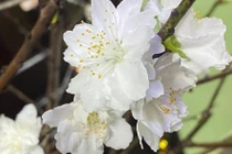 Hơn trăm nghìn đồng một bó bạch đào hút khách chơi Tết