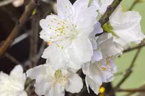 Hơn trăm nghìn đồng một bó bạch đào hút khách chơi Tết