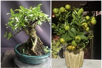 View - Gốc tre xù xì tưởng bỏ đi thành 'siêu phẩm' bonsai tiền triệu | Báo Tri thức và Cuộc sống - TIN TỨC PHỔ BIẾN KIẾN THỨC 24H