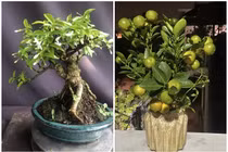 Ngắm bonsai mini siêu đẹp chơi Tết Bính Ngọ 2026 